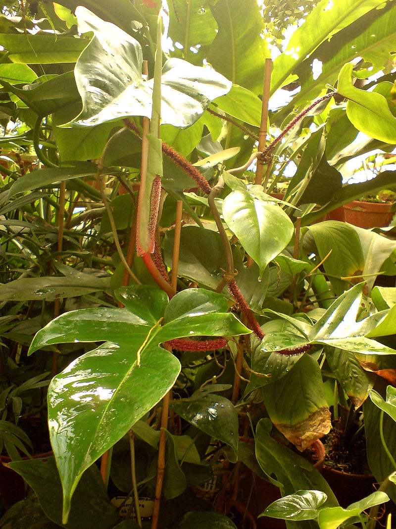 00533_-_Monstera_obliqua