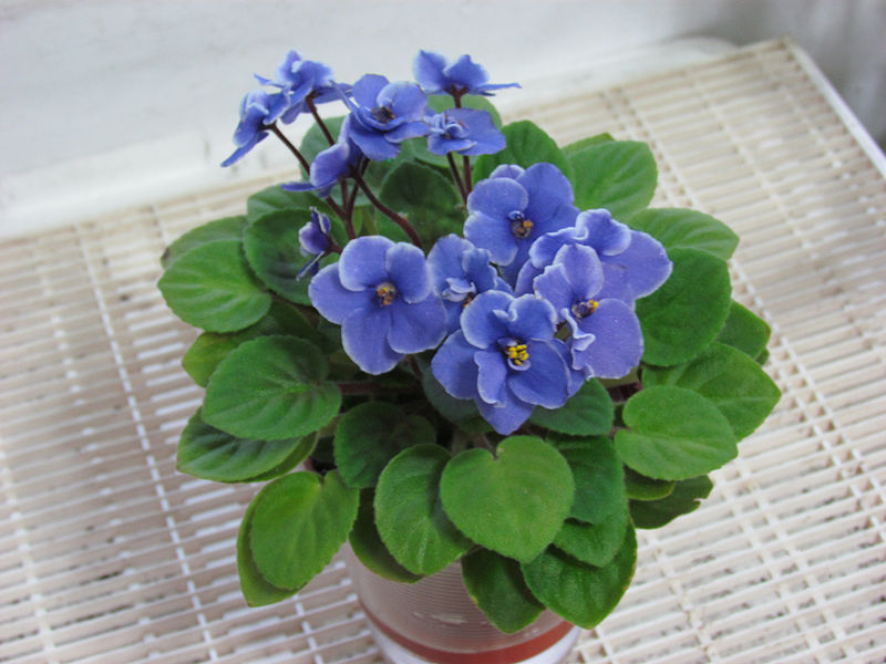 African_Violet