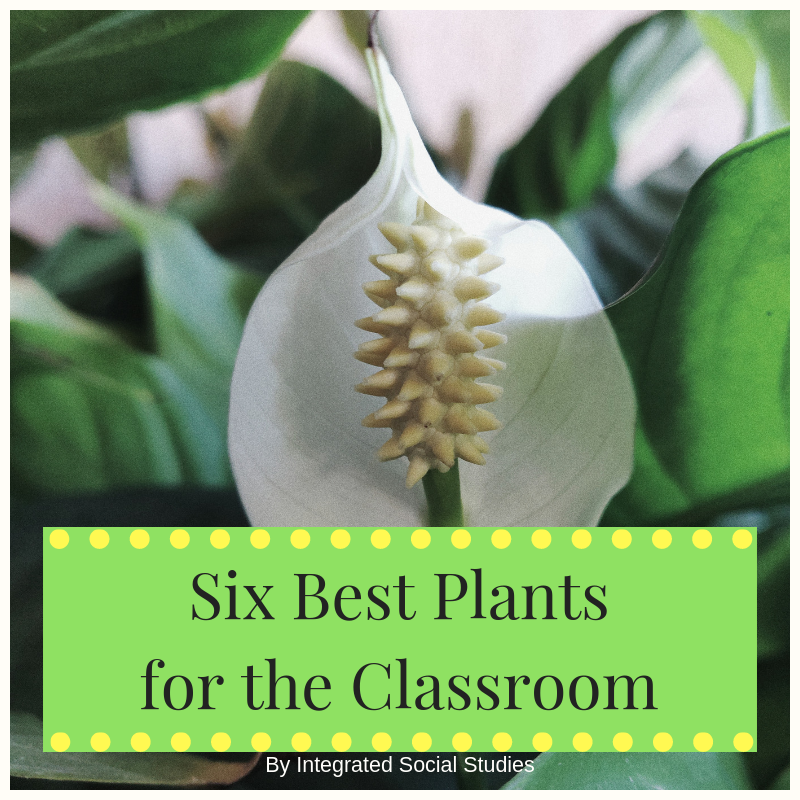 Best Plants Blog Cover