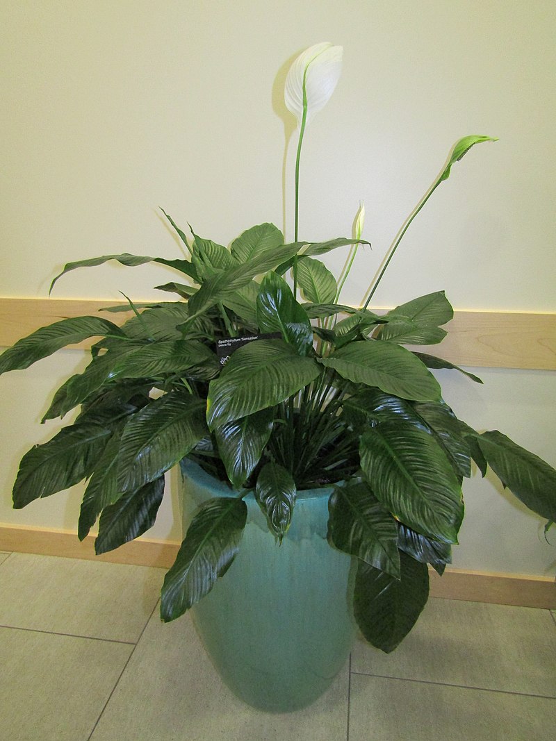 Peace Lily